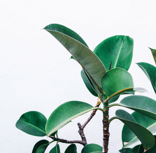 What Is Meant By Lorem Ipsum In Website?